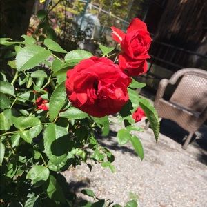 Meet your Posher, Joy